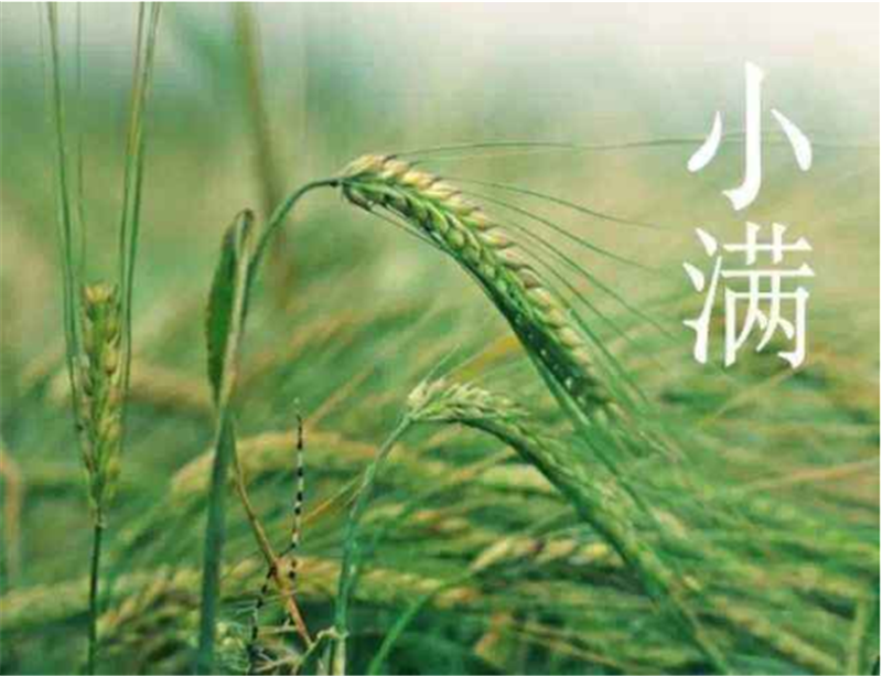 二十四節氣——小滿(mǎn)